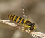 Sphaerophoria sp. (female)