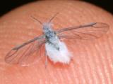 Winged woolly aphid