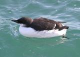 Thick-billed Murre - Uria lomvia