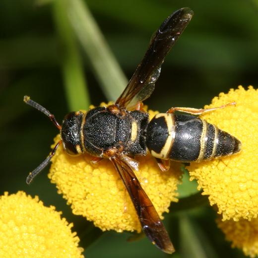 Euodynerus hidalgo