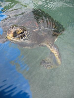 hawaiian green sea turtle