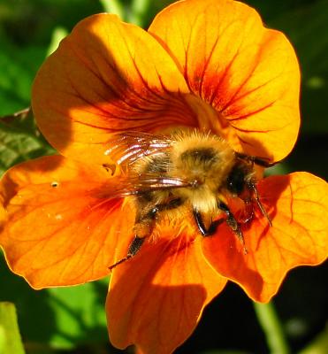 Nasturtium Bee 1 [the beauty of insects]