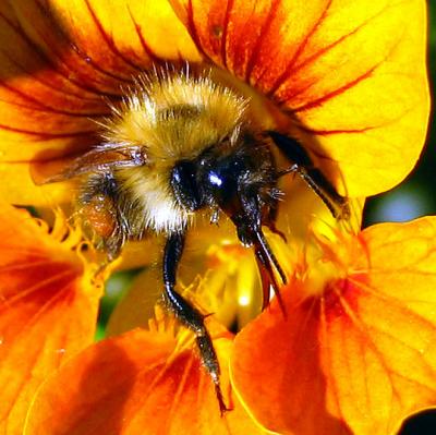 Nasturtium Bee 2 [the beauty of insects]