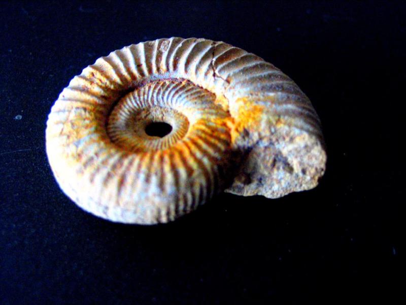 fossile.jpg