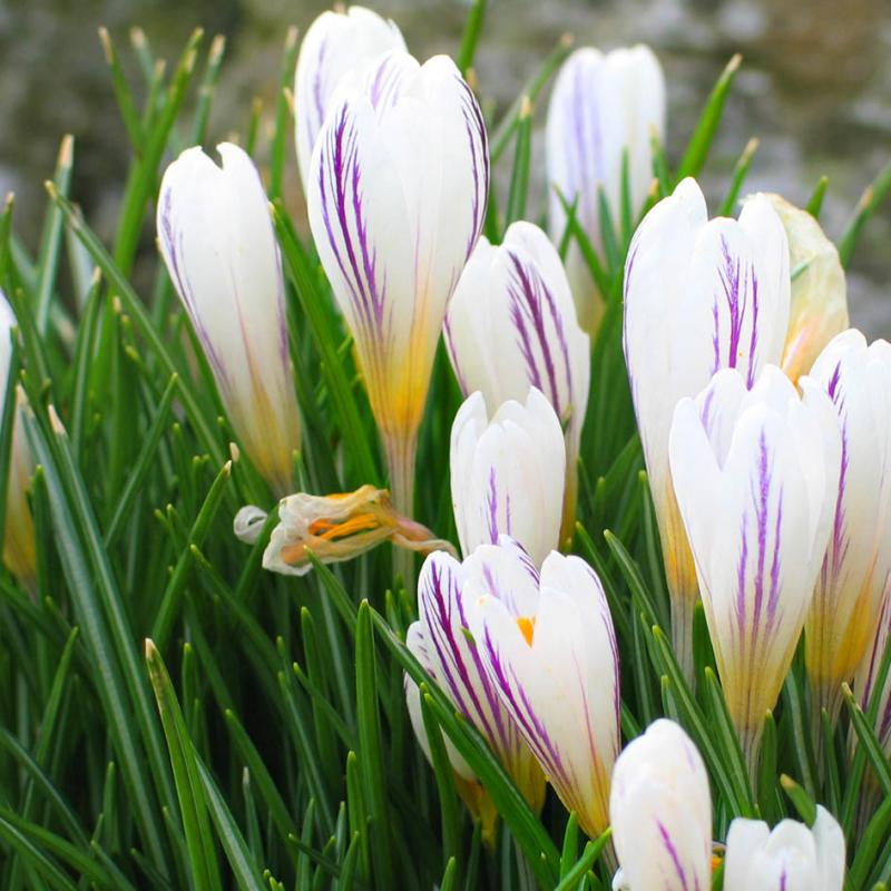 crocuses 1.jpg