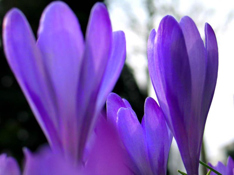 crocus 1.jpg