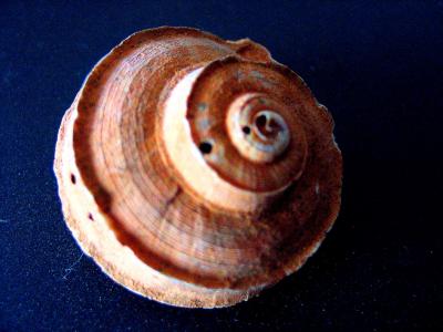 fossiled shell.jpg