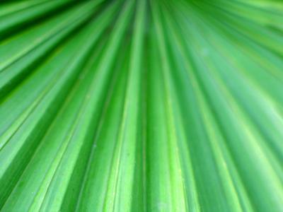 close up of leaf