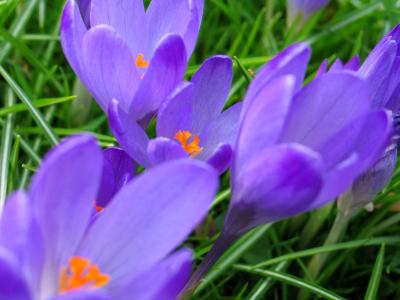 u41/trevvelbug/medium/26637154.crocus2.jpg