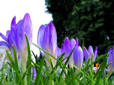 crocus 5.jpg