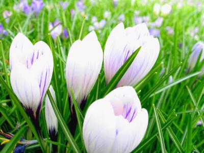 white crocus.jpg