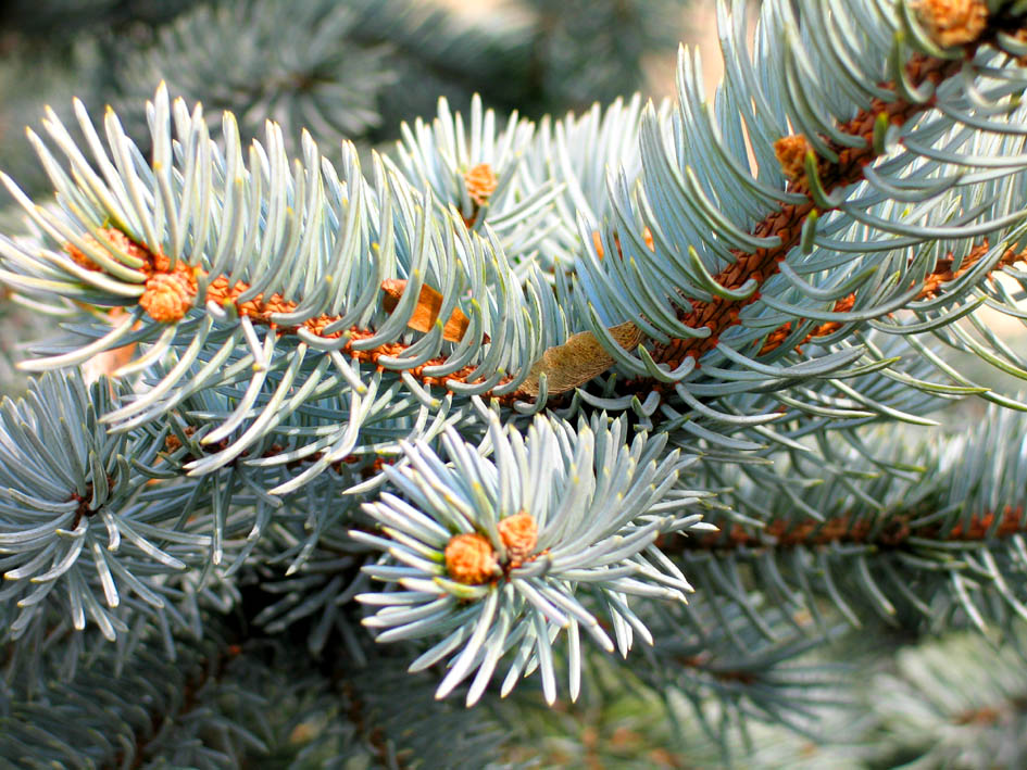 pine plant.jpg