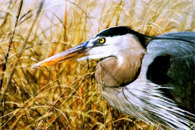 Art of the Great Blue Heron