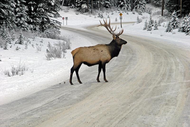 Elk crossing ...