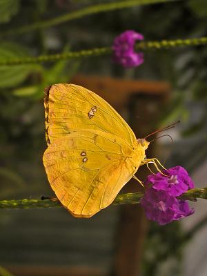Sulphur Butterflies