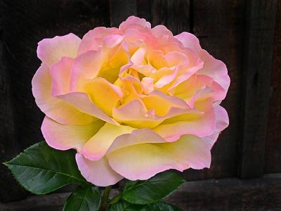 Cannery Rose