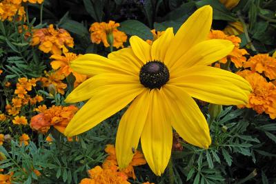 Blackeyed Susan and guest ....