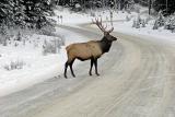 Elk crossing ...