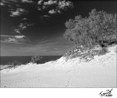 Warren Dunes Looking Toward Lake Michigan - Black and White