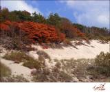 Warren Dunes - Fall Colors