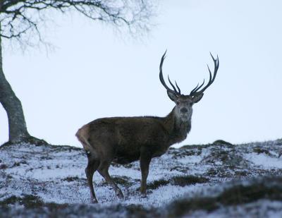 deer, Dee Valley