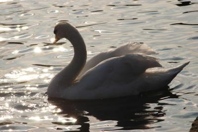 Mancunian swan