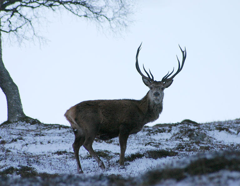 deer, Dee Valley