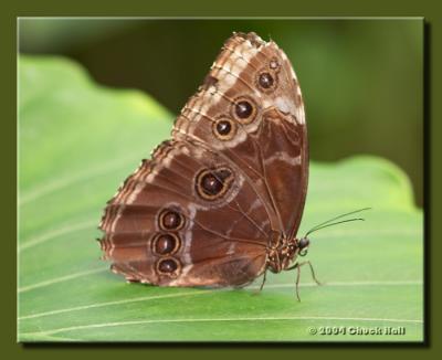 Common Morpho