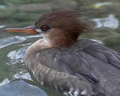 Arctic Diving Duck