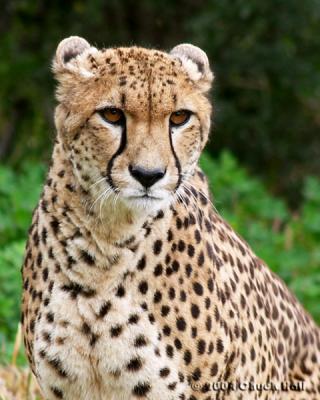 Cheetah