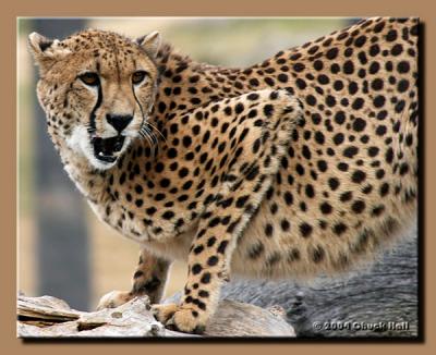 Cheetah Shots