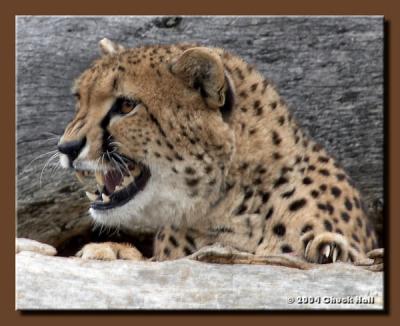 Snarl