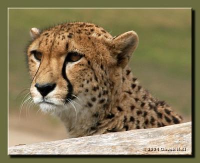Peeping Cheetah