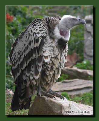 African White Backed Vulture