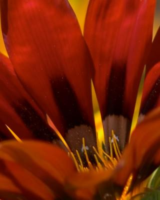 Red African Daisy II