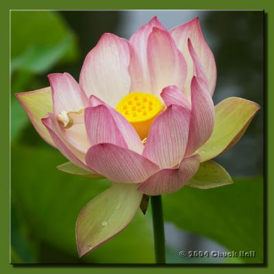 Early Morning Lotus