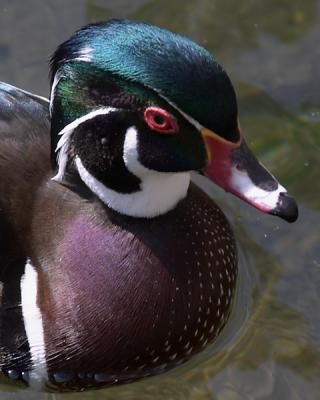 Wood Duck