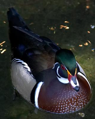 Wood Duck 2