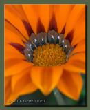 Daisy Up Close and Personal