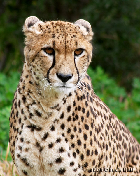 Cheetah