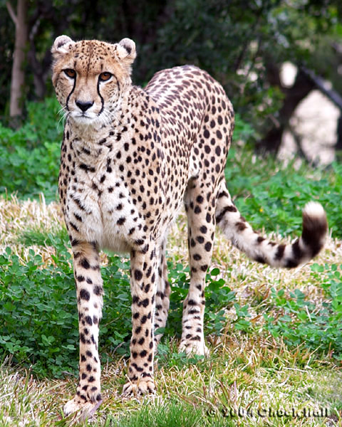 Twitchy Tail