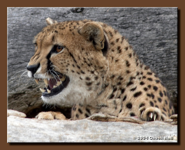 Snarl