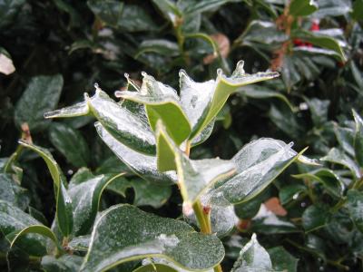 Ice in Chapel Hill!