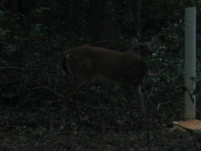 IMG_0127.JPG