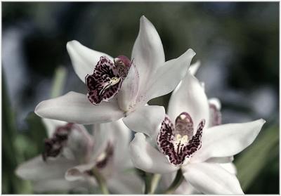 cymbidium orchid II