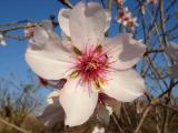 Almond tree Blossom