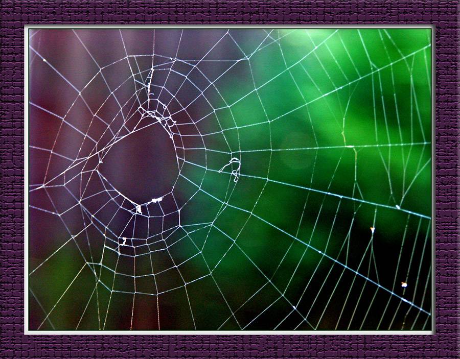 Which Witchs Web?