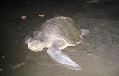 Turtle heading back to sea