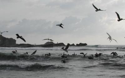 Pelicans attracted by school of fish