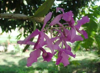 Wild orchid in condo garden